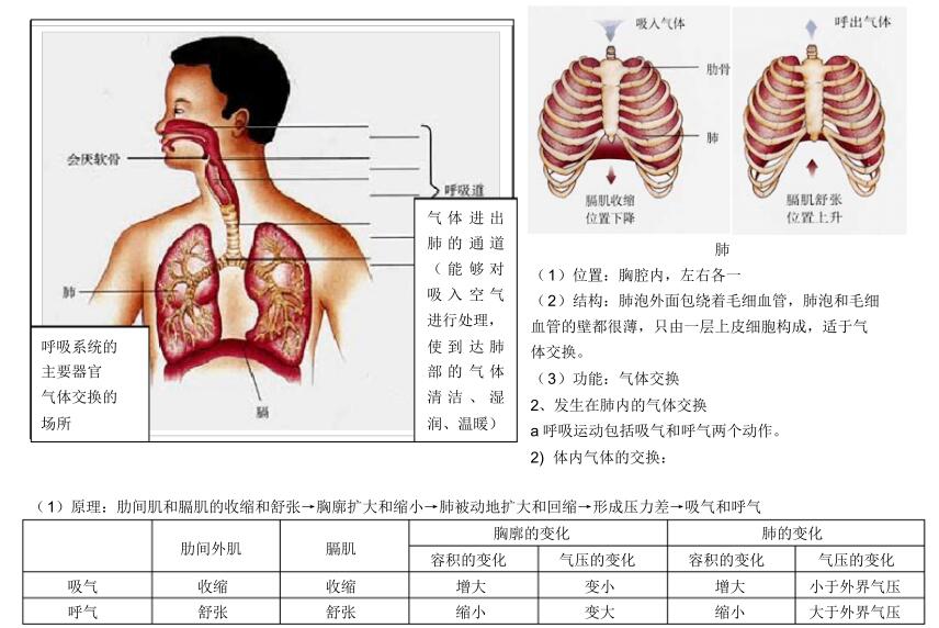 北师大版生物中考必背知识点,苏教版生物中考知识点总结填空版