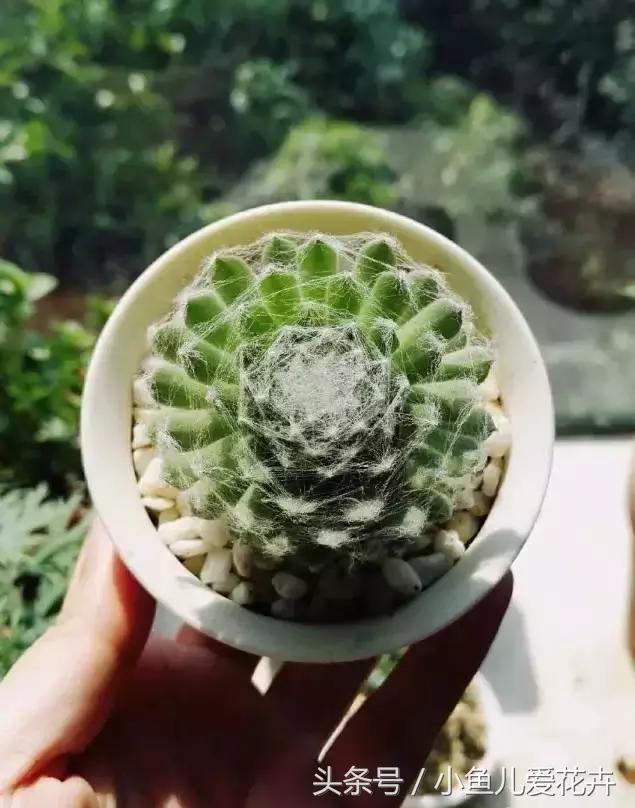 新手养肉肉最好用什么土,新手养肉配土