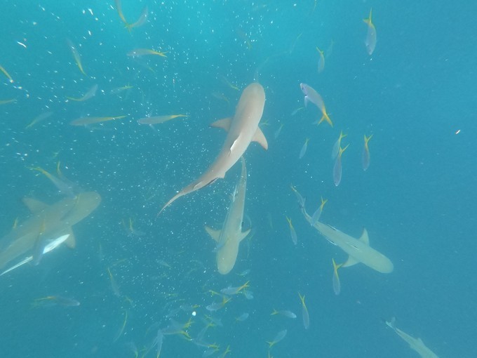帕劳的海景风光给人美的享受,帕劳的海洋和沙滩风景图片