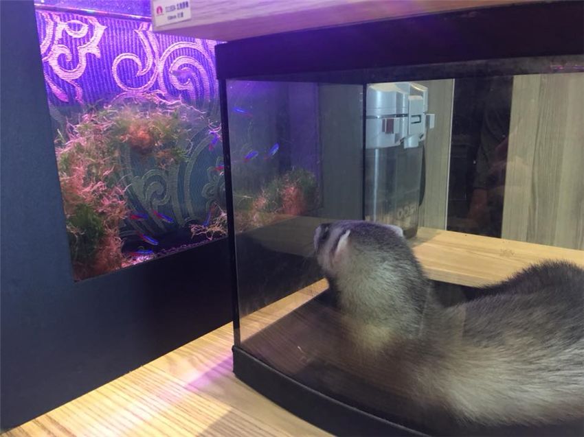 雪貂偷鱼,雪貂被偷吃