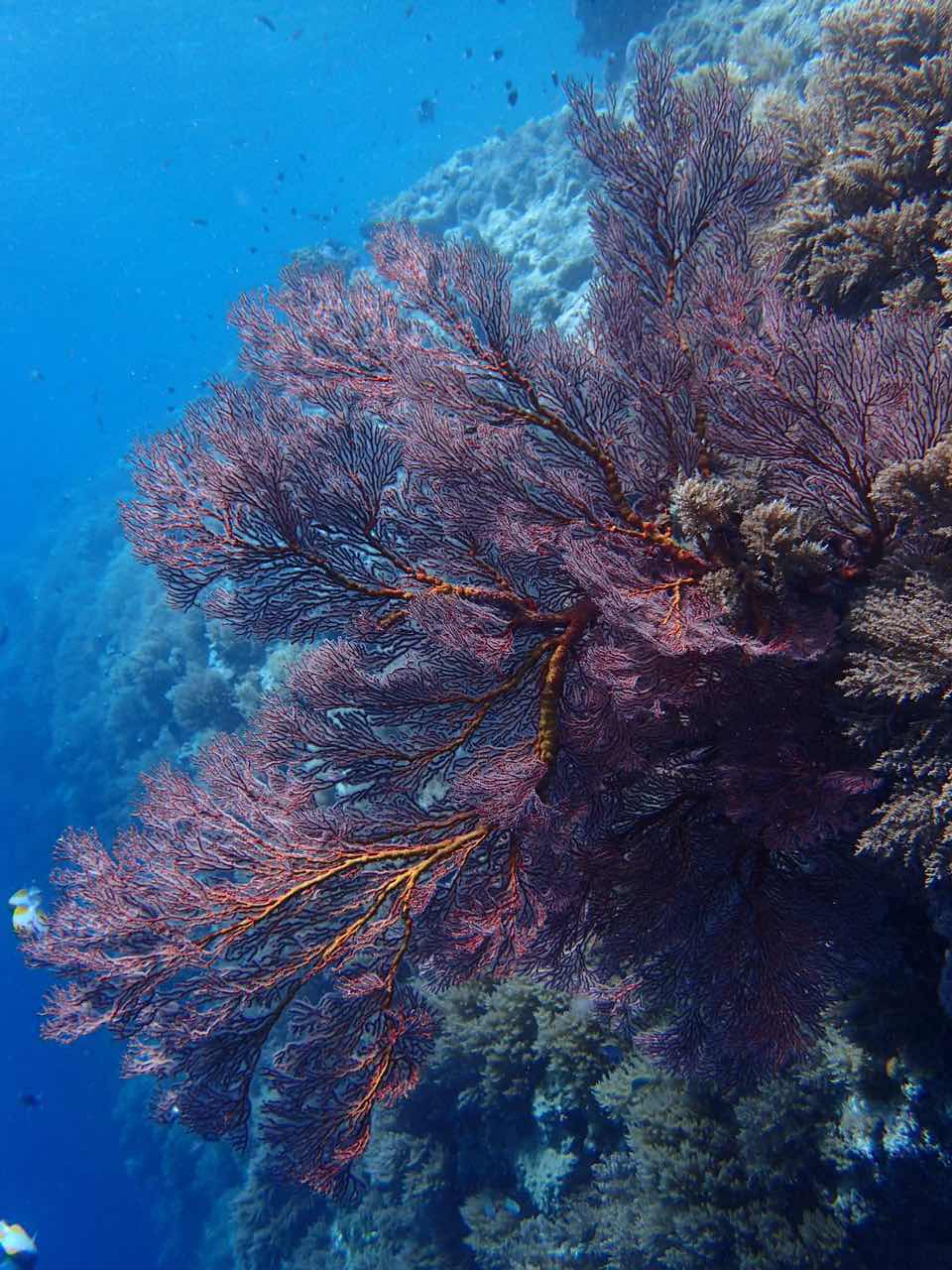 帕劳的海景风光给人美的享受,帕劳的海洋和沙滩风景图片
