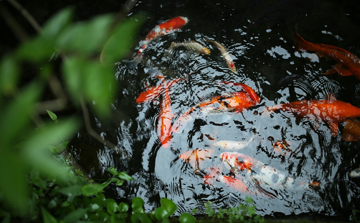 宏村张公馆：唯一能看到全村景色的民宿，住进明清300年的时光里