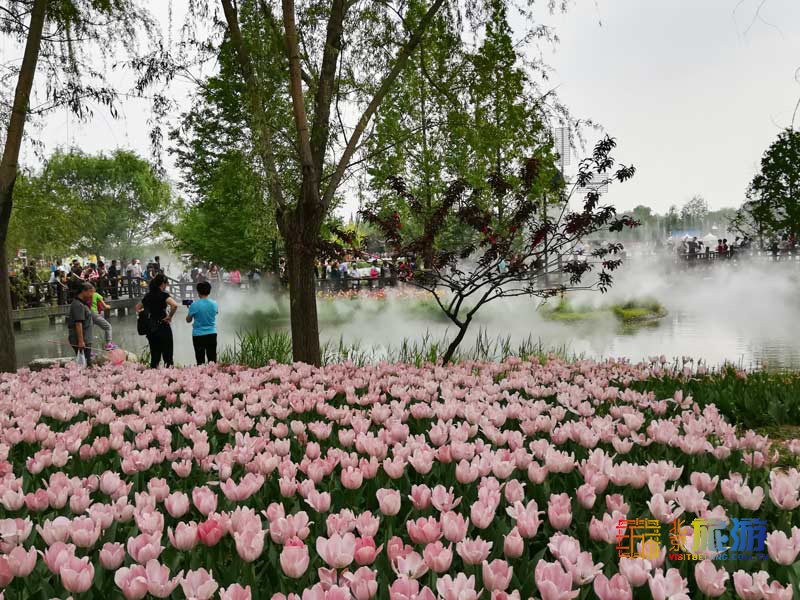 北京国际鲜花港游玩指南来啦！郁金香争奇斗艳，音乐喷泉令人震撼，云雾仙境如梦似幻！