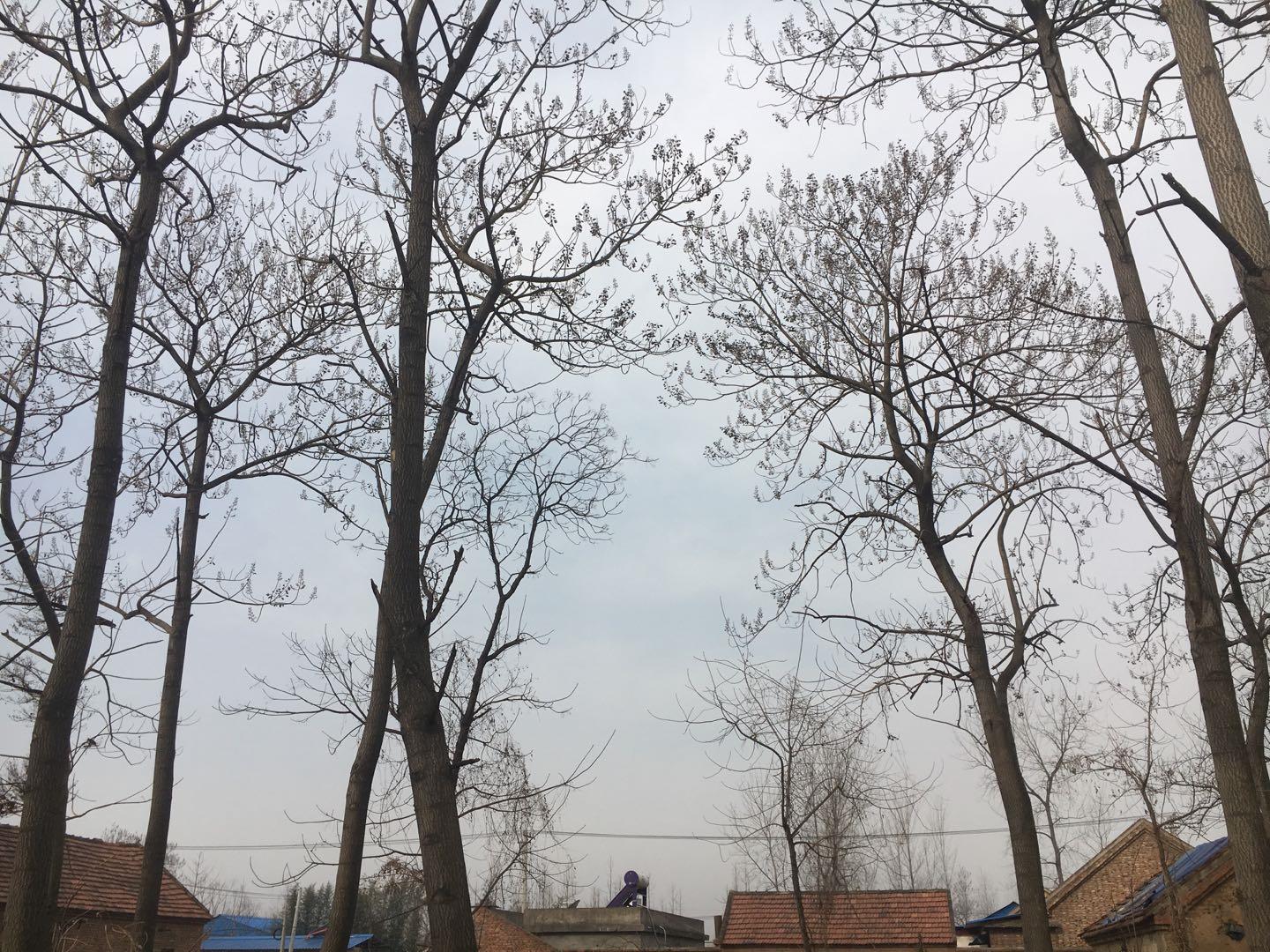 邳州土山镇大事件,邳州发生什么大事