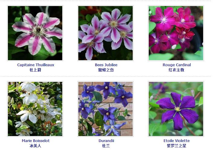 铁线莲爬藤花卉排名前十名,铁线莲哪个品种花最好看