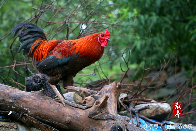 原汁原味特色土鸡煲,最好吃的土鸡煲