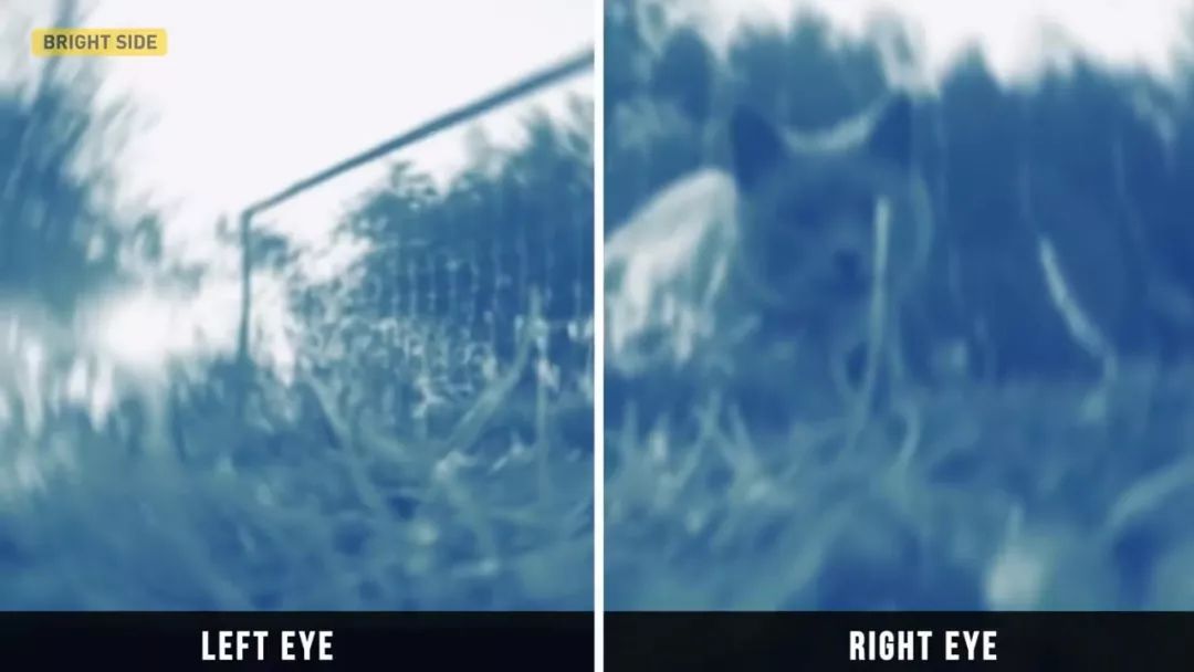 动物眼中的世界是什么样子的图片,动物眼里的世界长怎样