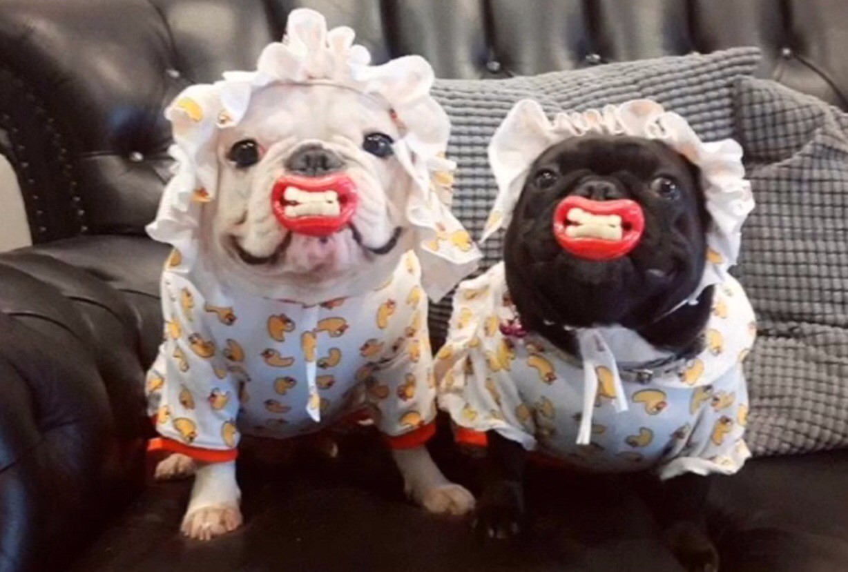 吃好狗粮还需要其他营养么,狗狗吃什么钙片能补钙效果好