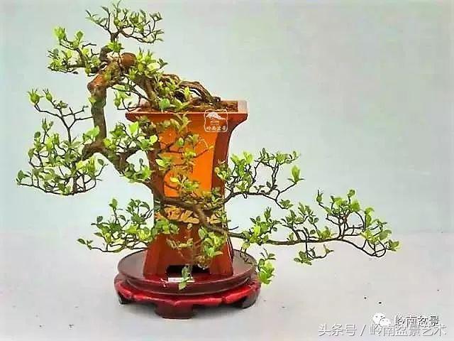 栀子花开美好如初,栀子花开花开盛夏