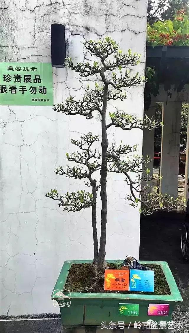 栀子花开美好如初,栀子花开花开盛夏