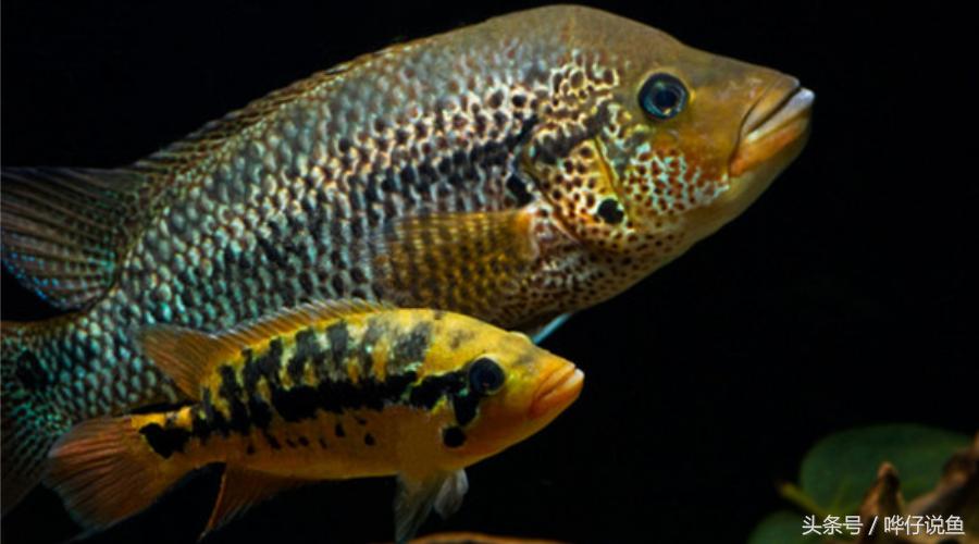 鹦鹉鱼爸爸妈妈跟孩子能一起养吗,鹦鹉鱼与罗汉鱼的区别