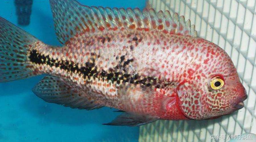 鹦鹉鱼爸爸妈妈跟孩子能一起养吗,鹦鹉鱼与罗汉鱼的区别