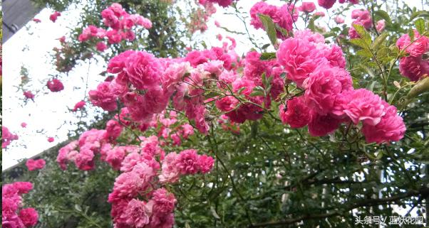 藤本和灌木花后修剪方法,藤本蔷薇春季怎么修剪