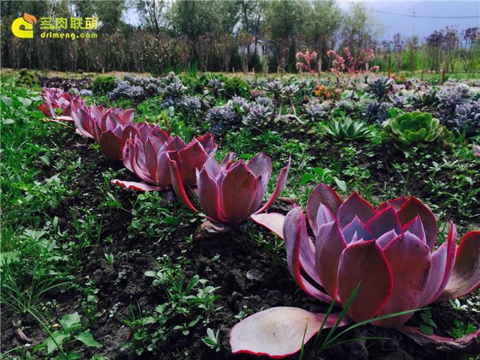 中国冰梅多肉植物原产地在哪,多肉植物原产地云南还是四川