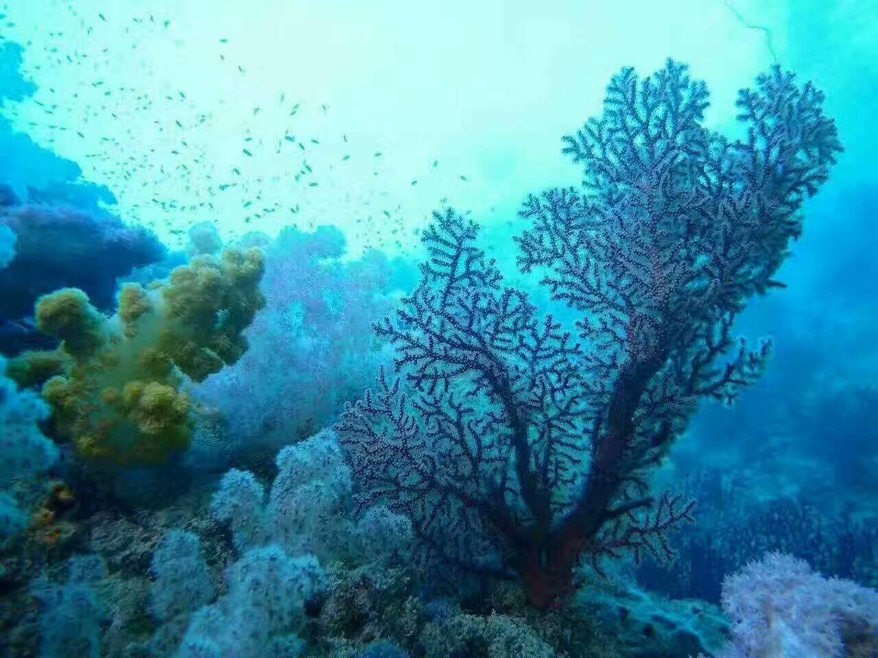 帕劳可以潜水吗,去帕劳玩是什么感觉