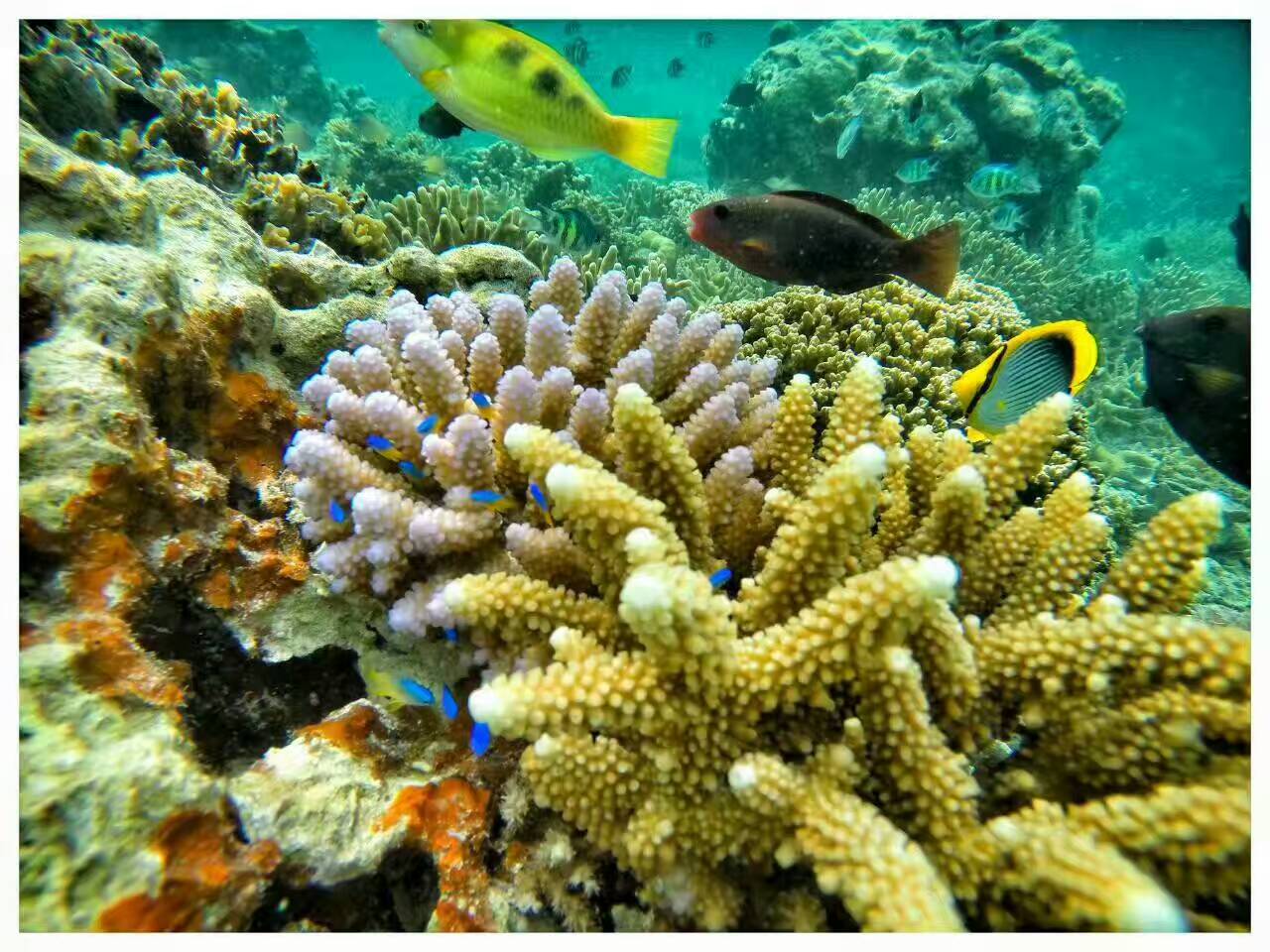 去帕劳玩是什么感觉,帕劳可以潜水吗