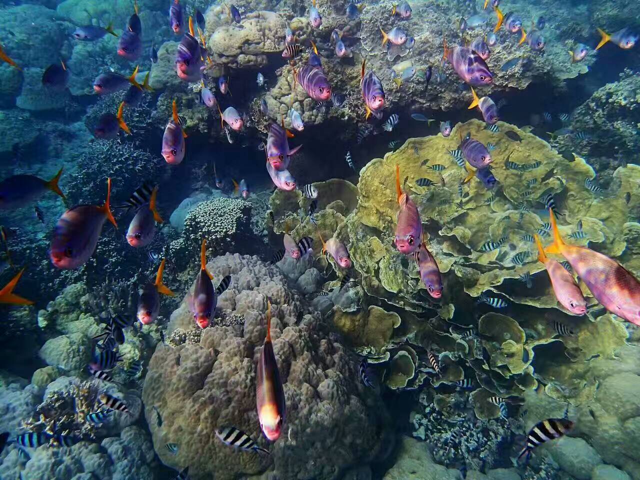 去帕劳玩是什么感觉,帕劳可以潜水吗