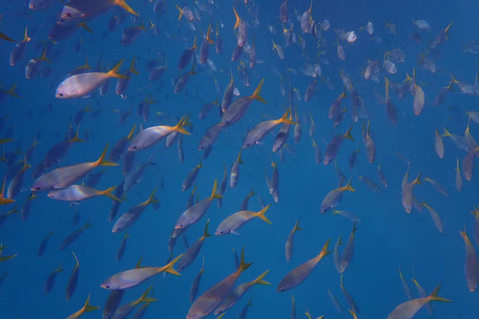 去帕劳玩是什么感觉,帕劳可以潜水吗