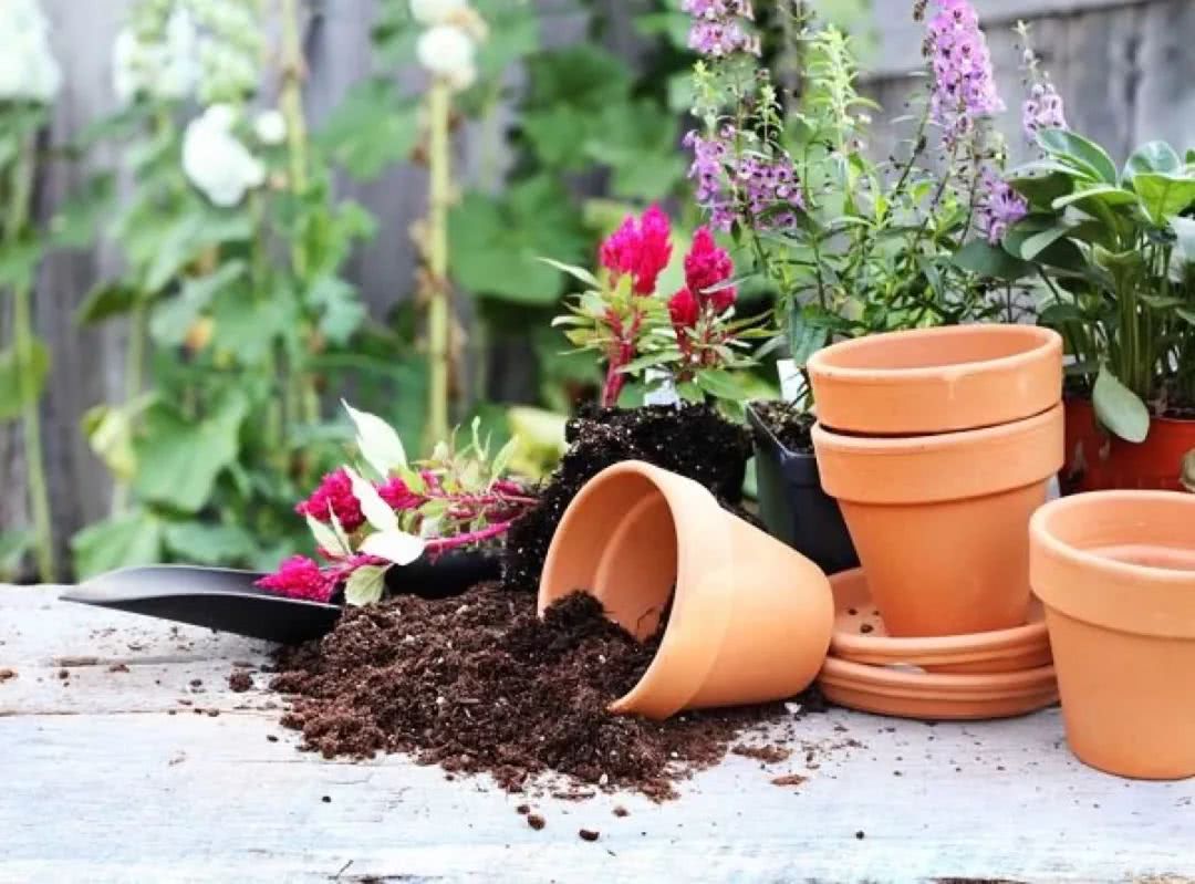 阳台盆栽香料,在家种什么香料好吃又实惠