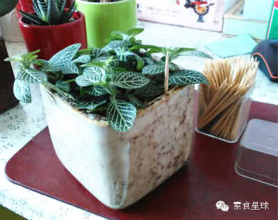 阳台盆栽香料,在家种什么香料好吃又实惠