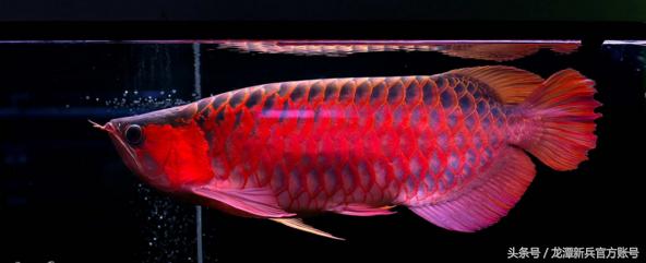 龙鱼病症状图片大全,龙鱼鳞片的真实图片