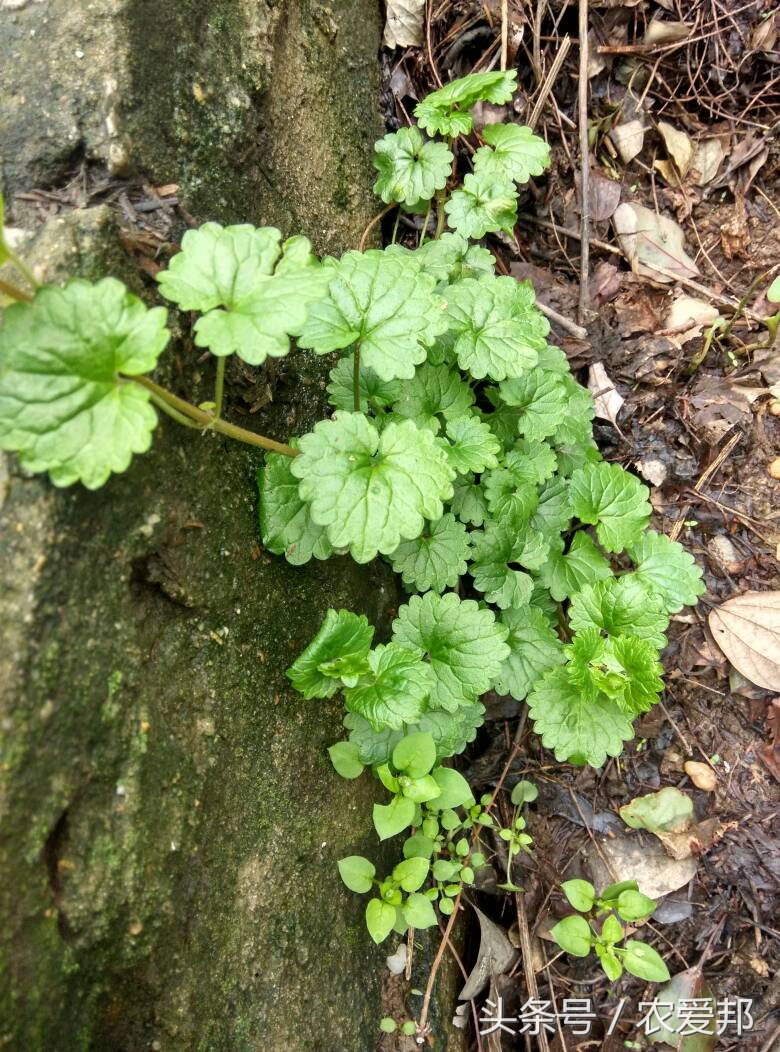 农村的这种野草大家认识吗,农村常见的野草药有哪些