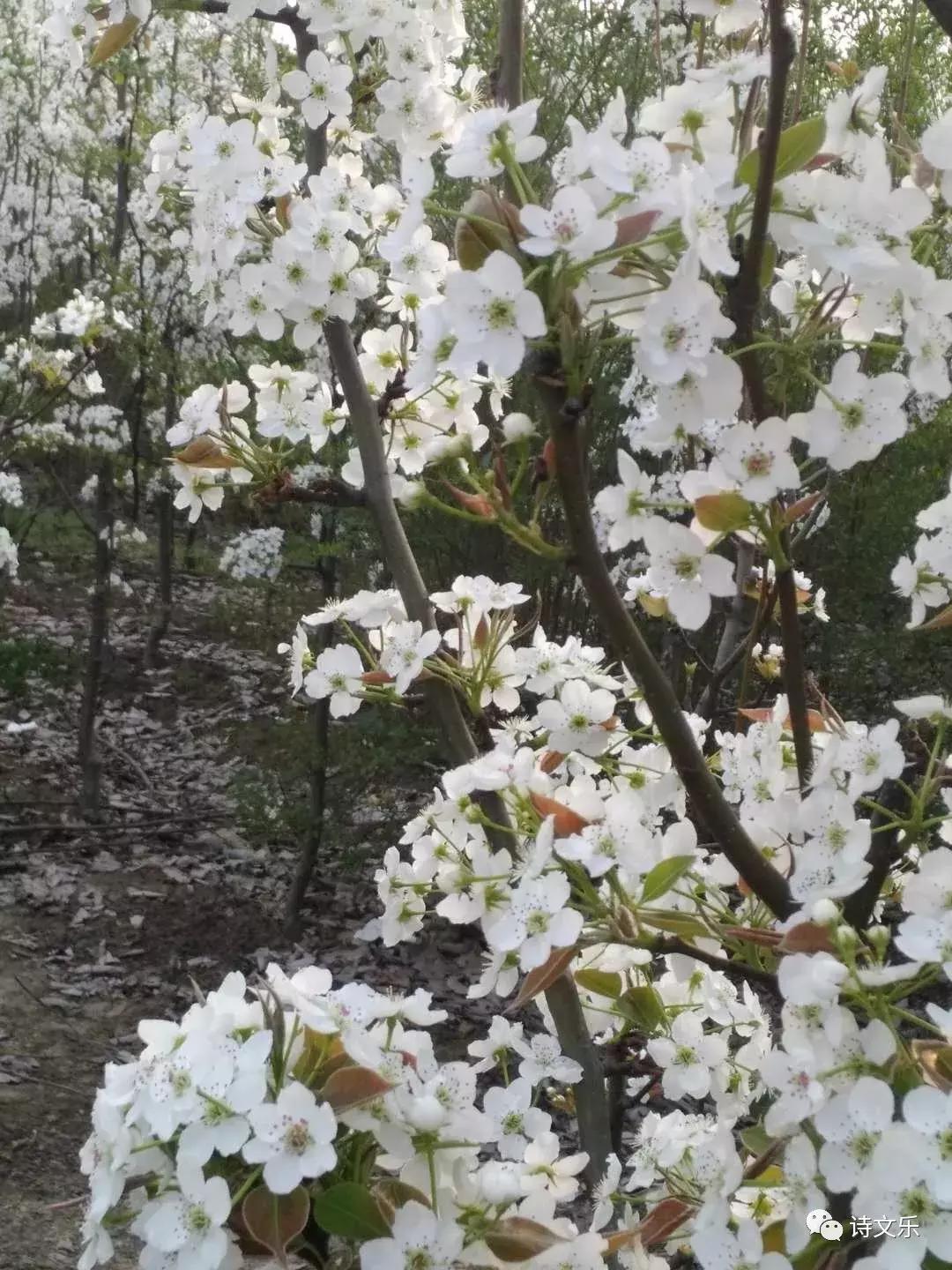 原创系列诗词,原创诗词五绝
