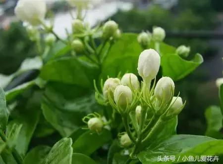 家里种的绿植老是死怎么办,家里种的植物不长怎么办