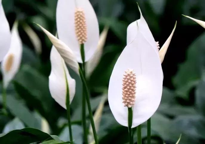 一帆风顺叶子发黄怎么解决,一帆风顺叶子发黄怎么办