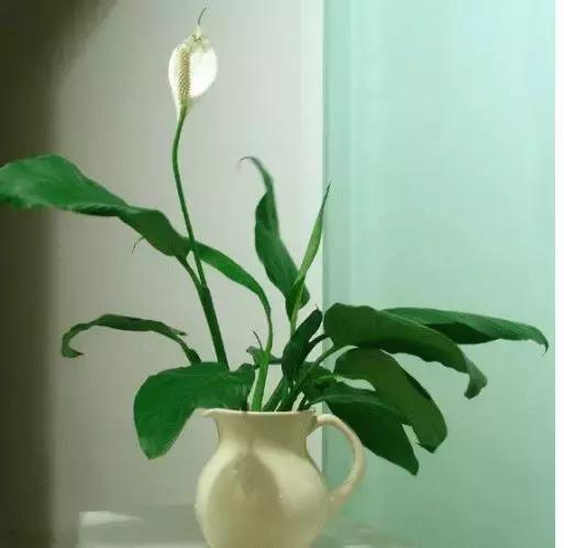 一帆风顺叶子发黄怎么解决,一帆风顺叶子发黄怎么办