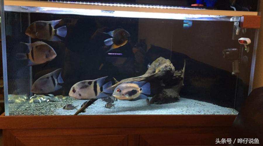 奇特的南美观赏鱼,奇特异型鱼观赏鱼