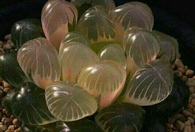 玉露多肉怎样预防它徒长,如何让多肉玉露叶片饱满