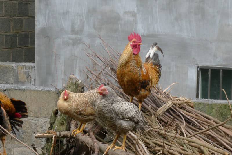 广西国家地理标志产品大全,广西地理标志农产品有哪些