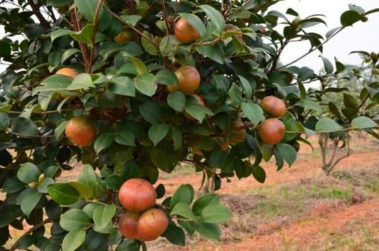 广西国家地理标志产品大全,广西地理标志农产品有哪些