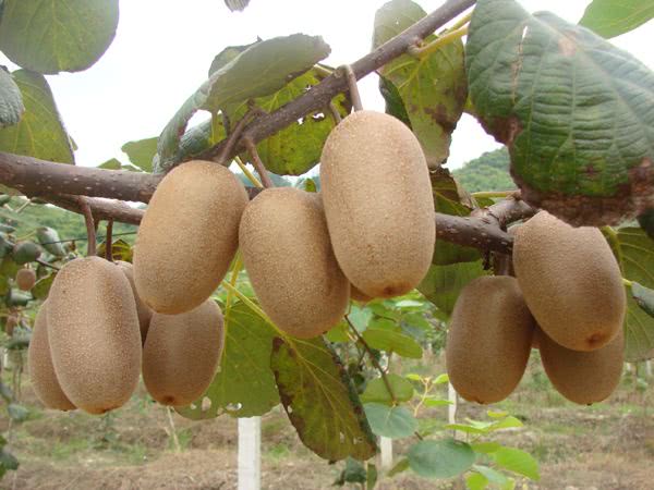 广西国家地理标志产品大全,广西地理标志农产品有哪些