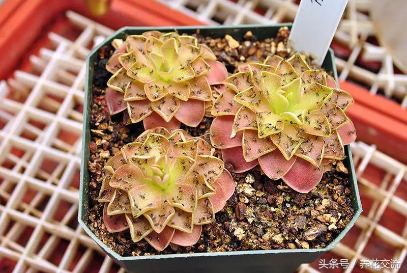 家里植物有小黑虫怎么处理,盆栽土壤里有小黑虫怎么办