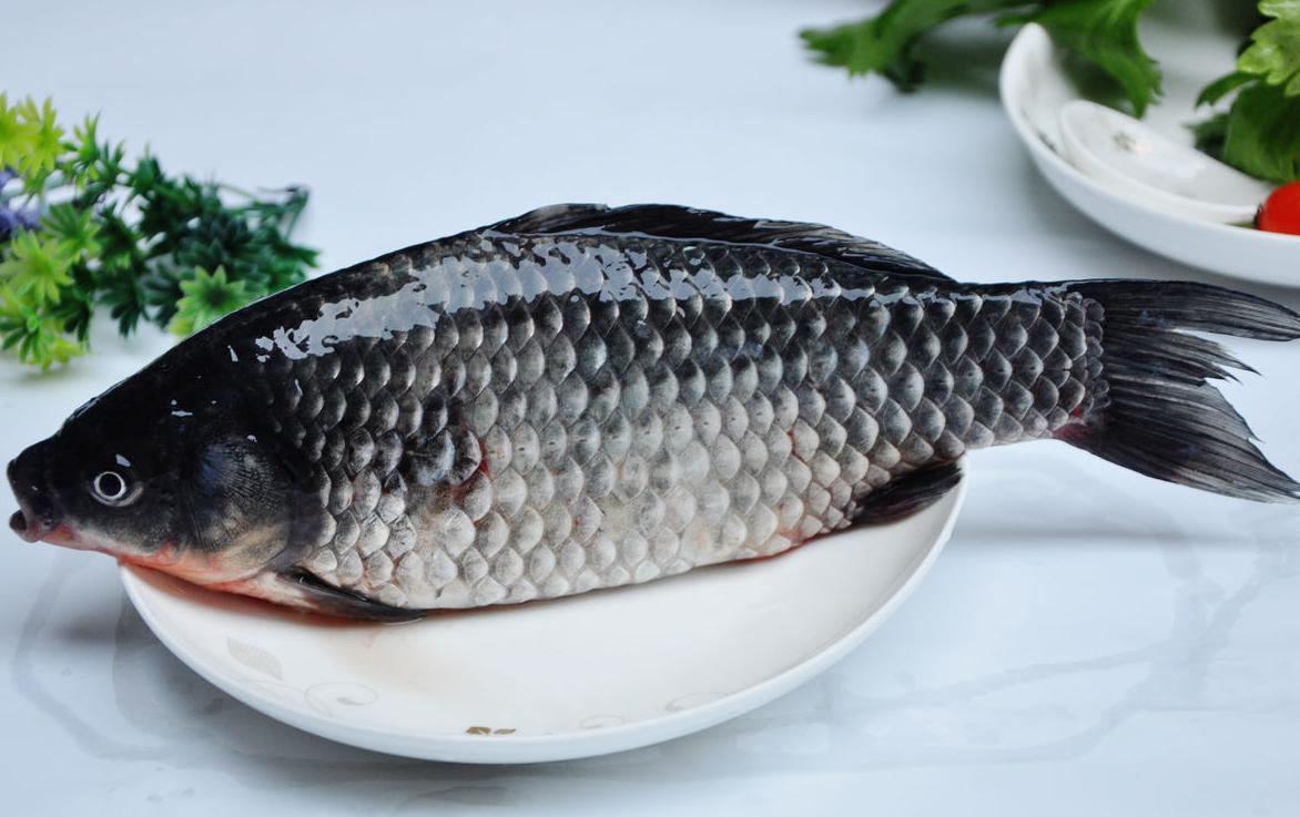 鲤鱼与鲫鱼的区分,怎么区分野生鲤鱼和鲫鱼