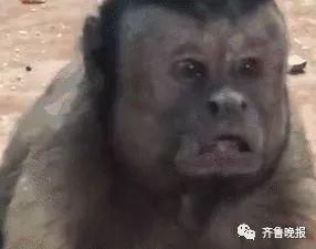 这群绝了！总共50多个人，除了1个受害人，其他全是*子骗**……