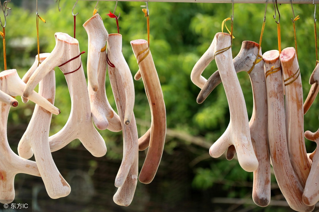 鹿茸的功效与作用禁忌有哪些,鹿茸有什么功效和作用与服用方法