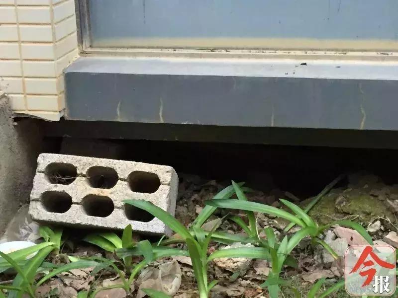 恶犬咬死小狗,花果园恶犬咬死猫