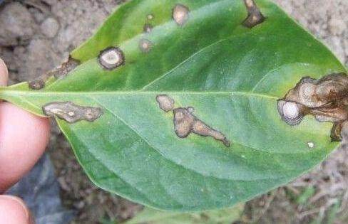 家里的花又招虫了？学会这一招，杀虫药不用买！