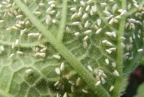 家里的花又招虫了？学会这一招，杀虫药不用买！