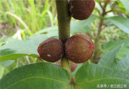 喝它煲的汤，饭也吃多几碗！带叶时你或许认识它，不带时可能懵了