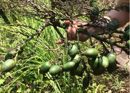 为什么海南人都爱嚼槟榔,海南人吃槟榔和湖南人吃槟榔
