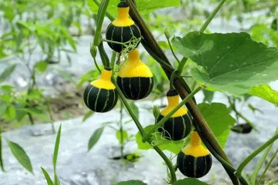 食品安全方面的国家认证,不需要食品安全认证的农产品