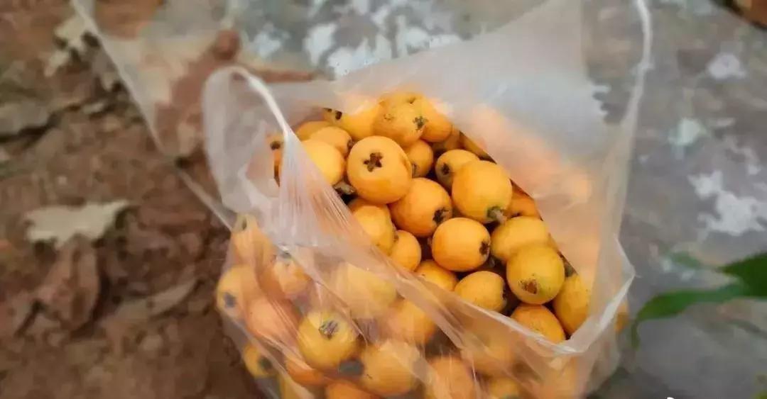 枇杷采摘季，一起去尝尝初夏的味道