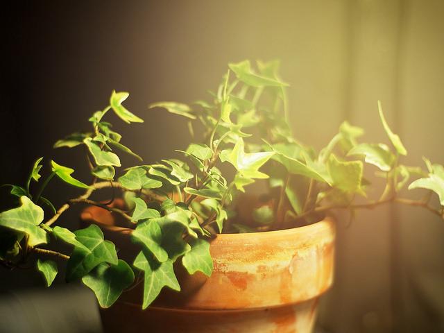 常春藤冬天干枯了还能救回来吗,常春藤怕冷还是怕热