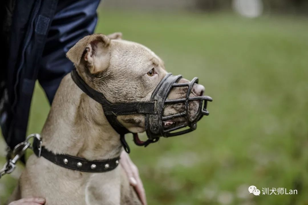 训练狗狗随行他老是走前面,如何教狗狗守着动物