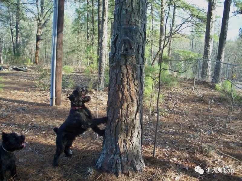 训练狗狗随行他老是走前面,如何教狗狗守着动物
