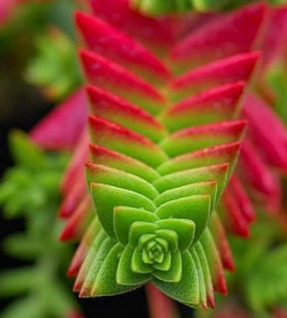 茜之塔多肉徒长很多侧芽,多肉茜之塔有哪些品种